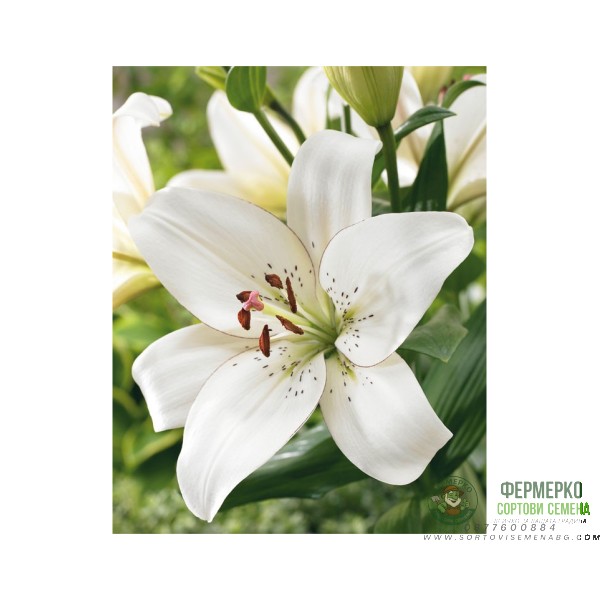 Лилиум Очна линия Lilium Eyeliner - 3 бр луковици