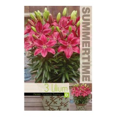 Лилиум Фантастична Малина Lilium Fantastic Raspberry - 3 бр луковици