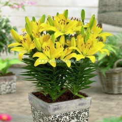 Лилиум Goldwing Lilium L - 1 бр луковица