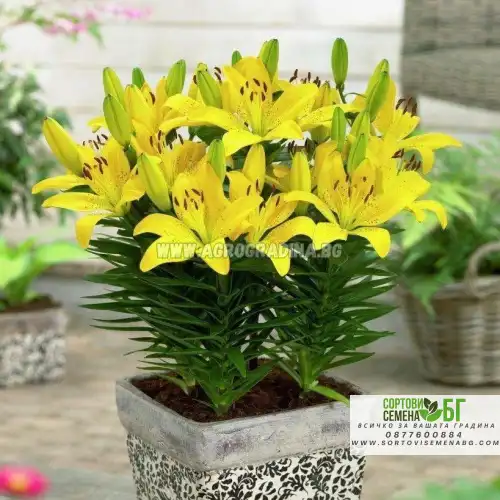 Лилиум Goldwing / Lilium L  - 1 бр луковица