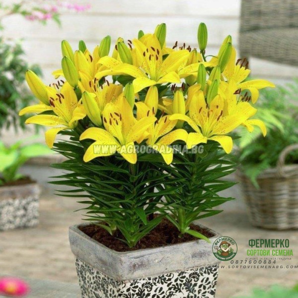 Лилиум Goldwing Lilium L - 1 бр луковица