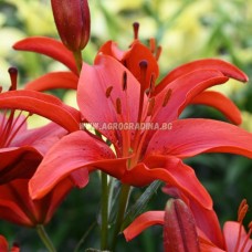 Лилиум Гран Парадизо Lilium Gran Paradiso - 2 бр луковици