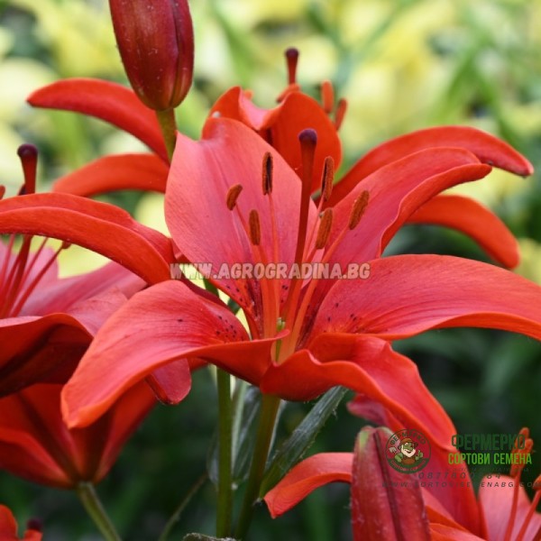 Лилиум Гран Парадизо Lilium Gran Paradiso - 2 бр луковици