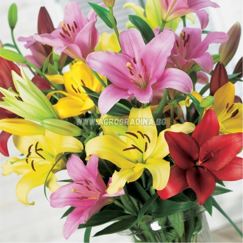Лилиум Микс  L.A. / Lilium Mixed  L.A. - 3 бр луковици