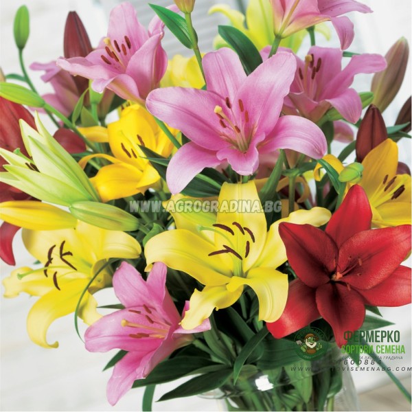 Лилиум Микс L.A. Lilium Mixed L.A. - 3 бр луковици