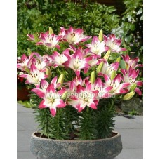 Лилиум Близалка Lilium Lollypop - 2 бр луковици