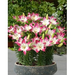 Лилиум Близалка Lilium Lollypop - 2 бр луковици