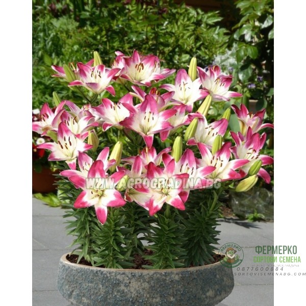 Лилиум Близалка Lilium Lollypop - 2 бр луковици