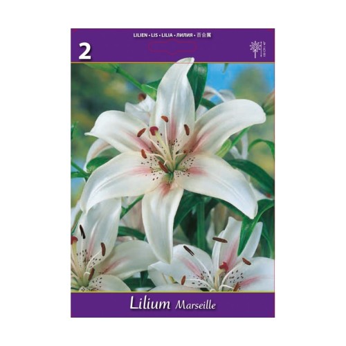 Лилиум Марсил / Lilium Marseille - 2 бр луковици