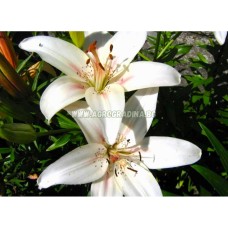 Лилиум Марсил Lilium Marseille - 2 бр луковици
