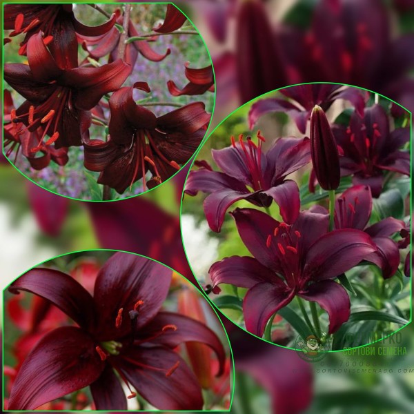 Лилиум Night Flyer Lilium L - 1 бр луковица