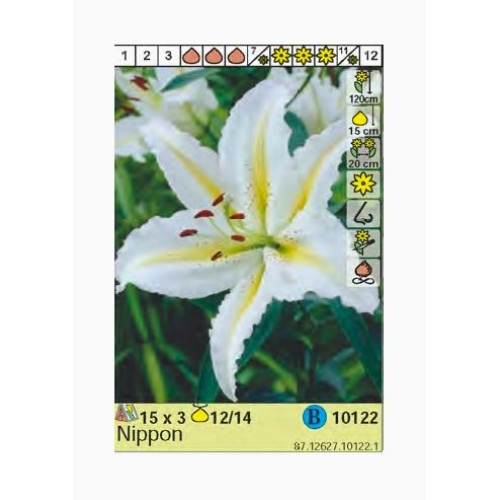 Лилиум Нипон /  Lilium Nippon - 3 бр луковици