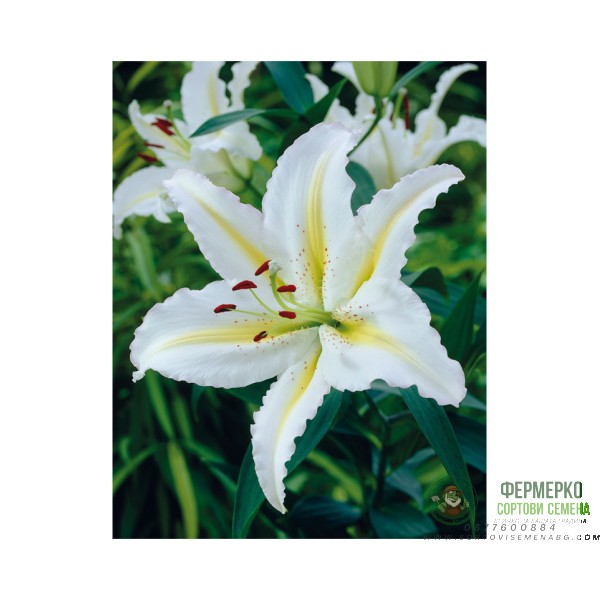 Лилиум Нипон Lilium Nippon - 3 бр луковици