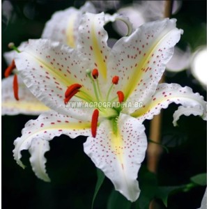 Лилиум Нипон /  Lilium Nippon - 3 бр луковици