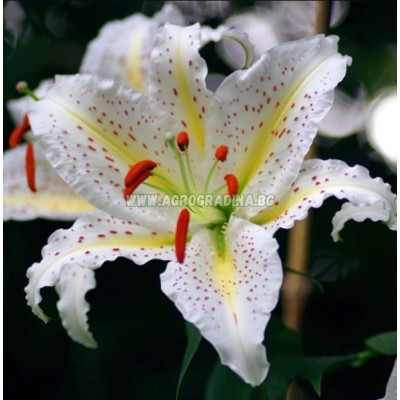 Лилиум Нипон /  Lilium Nippon - 3 бр луковици