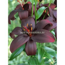 Лилиум Кралска Целувка Lilium Royal Kiss - 3 бр луковици