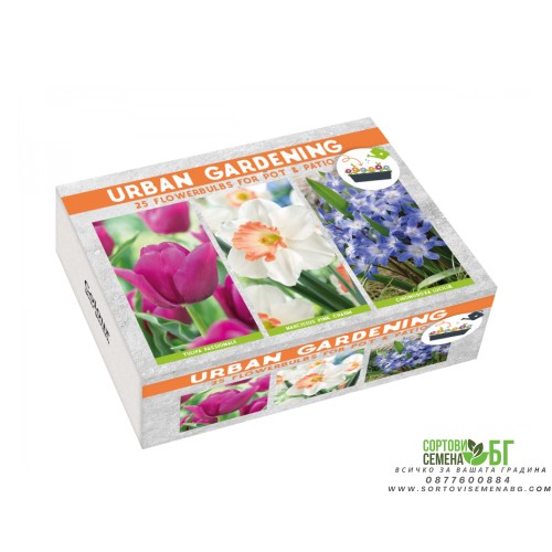 Луковици Микс - Лале Passionale, Нарцис Pink Charm, Хинодокса Chionodoxa luciliae - 25 бр луковици