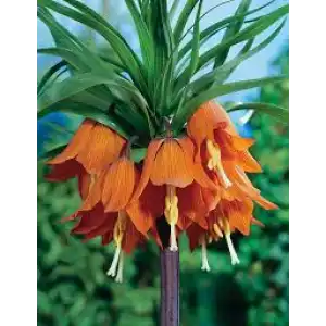 Фритилария Императорска Ведрица Аврора (Ходжово лале) / Fritillaria imperialis Aurora- 1 бр луковица