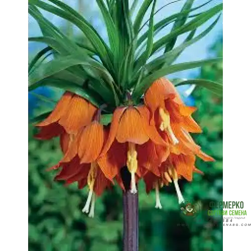 Фритилария Императорска Ведрица Аврора (Ходжово лале) / Fritillaria imperialis Aurora- 1 бр луковица