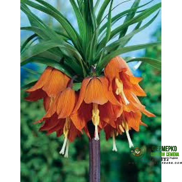Фритилария Императорска Ведрица Аврора (Ходжово лале) Fritillaria imperialis Aurora- 1 бр луковица