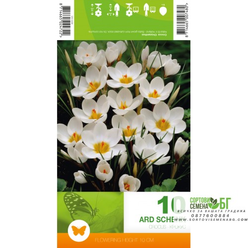 Минзухар АРД Шенк / Crocus ARD Schenk - 10 бр луковици Минзухар АРД Шенк / Crocus ARD Schenk - 10 бр луковици