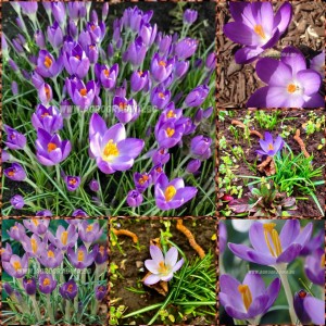 Минзухар Лилав / Crocus Barrs Purple - 10 бр луковици