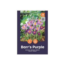 Минзухар Лилавото на Бар Crocus Barrs Purple - AGRONOM - 7 бр луковици