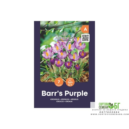 Минзухар Лилавото на Бар / Crocus Barrs Purple - AGRONOM - 7 бр луковици
