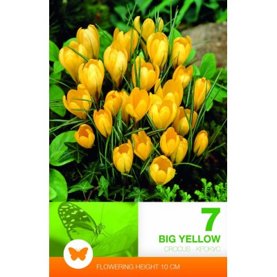 Минзухар Голям Жълт / Crocus big yellow - 7 бр луковици