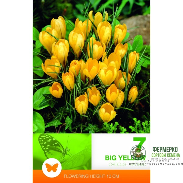 Минзухар Голям Жълт Crocus big yellow - 7 бр луковици