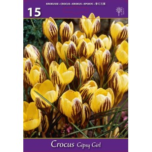 Минзухар Циганка / Crocus gipsy girl - 15 бр луковици