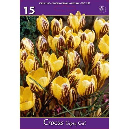 Минзухар Циганка / Crocus gipsy girl - 15 бр луковици