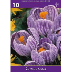 Минзухар Бял с лилави ивици Crocus Striped - 10 бр луковици