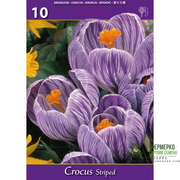 Минзухар Бял с лилави ивици Crocus Striped - 10 бр луковици