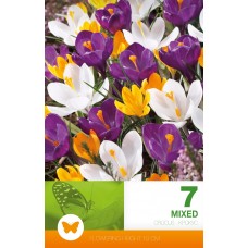Минзухар Пролетен Микс Crocus vernus - 7 бр луковици