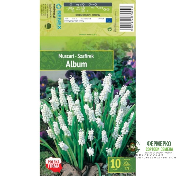 Мускари (кукувиче грозде) Албум Muscari Album - 10 бр луковици