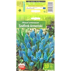 Мускари (кукувиче грозде) Muscari Armeniacum - 10 бр луковици