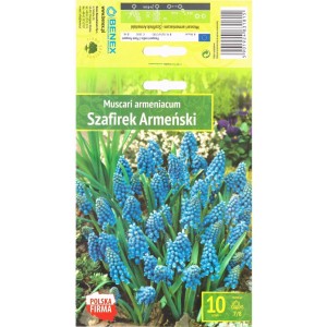 Мускари (кукувиче грозде) / Muscari Armeniacum  - 10 бр луковици