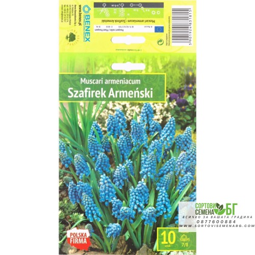 Мускари (кукувиче грозде) / Muscari Armeniacum  - 10 бр луковици
