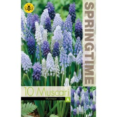 Мускари (кукувиче грозде) Микс Muscari Mixed - 10 бр луковици