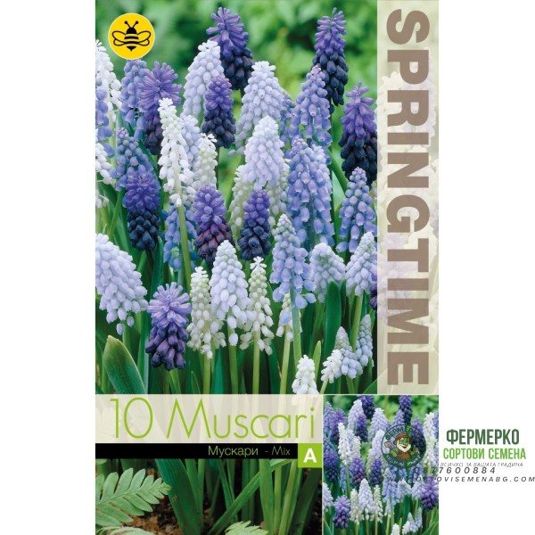 Мускари (кукувиче грозде) Микс Muscari Mixed - 10 бр луковици