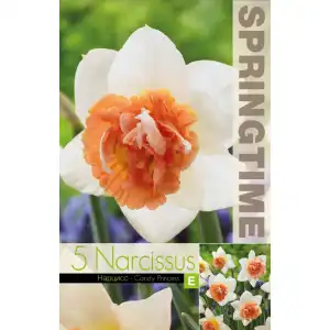 Нарцис Бонбонена принцеса / Narcissus Candy Princess - 5 бр луковици