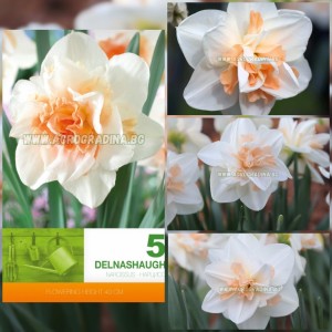 Нарцис Delnashaugh - 5 бр луковици
