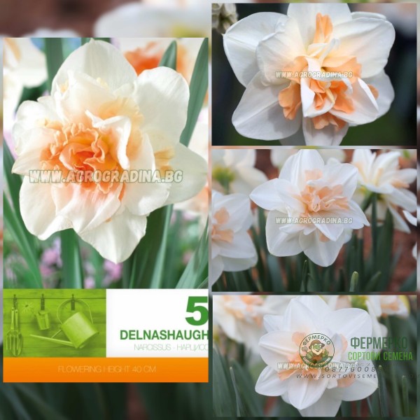 Нарцис Делнашоу Narcissus Delnashaugh - 5 бр луковици