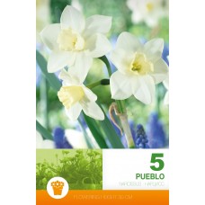 Нарцис Пуебло Narcissus Pueblo - 5 бр луковици
