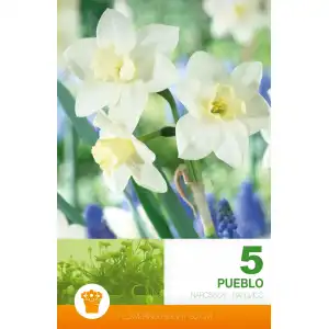 Нарцис Пуебло / Narcissus Pueblo - 5 бр луковици