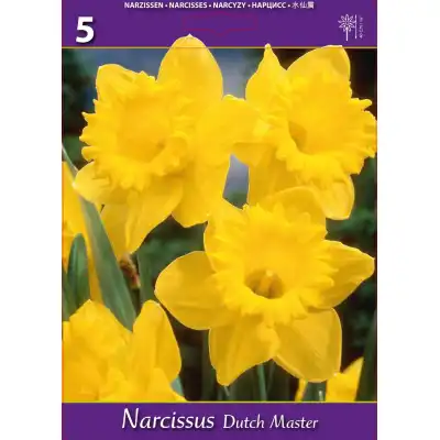 Нарцис Дъч Мастър / Narcissus Dutch Master - 5 бр луковици