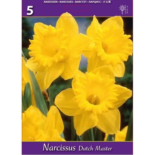 Нарцис Dutch Master - 5 бр луковици