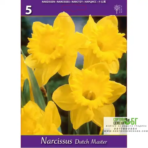 Нарцис Дъч Мастър / Narcissus Dutch Master - 5 бр луковици