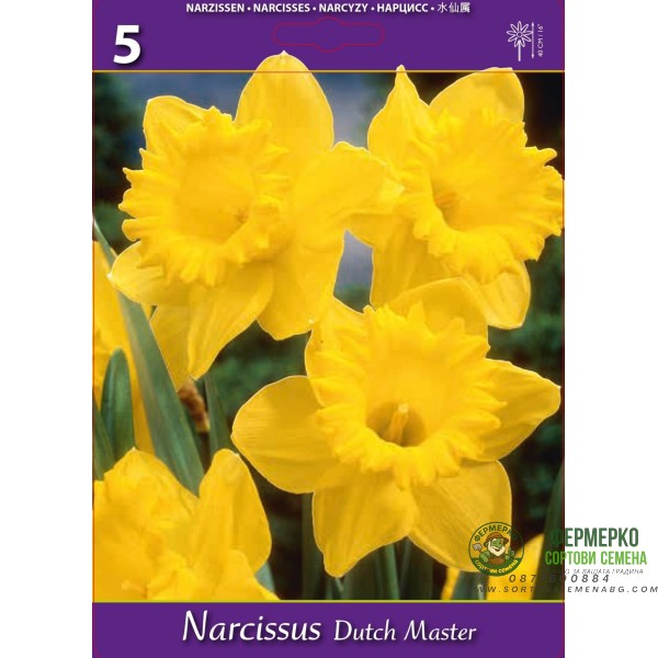 Нарцис Дъч Мастър Narcissus Dutch Master - 5 бр луковици